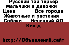 Русский той-терьер мальчики и девочки › Цена ­ 8 000 - Все города Животные и растения » Собаки   . Ненецкий АО,Кия д.